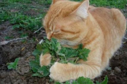 猫薄荷对猫有什么作用,猫咪的兴奋剂与安抚剂，揭秘其神奇魔力